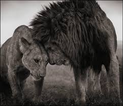Nick Brandt Lions Head To Head Masai Mara 2008 1stdibs Com Lion Love African Big Cats Lion Couple