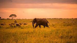Climb kilimanjaro, enjoy an exciting safari in serengeti or relax on the beaches of zanzibar the. Safari Im Serengeti Sansibar In Tansania Afrika G Adventures