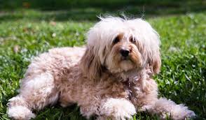 We did not find results for: Cavoodle Dog Breed Info Aka Cavapoo The Dogs Journal