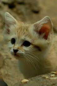Strange Little Cat Is Captured On Camera For The First Time In 10 Years Little Cats Captured Wildlife Animals Cat Facts Cats Cute Animals