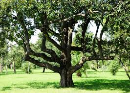 Check spelling or type a new query. Quiz Can You Identify This Tree From Its Leaf Stacker