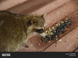 Maybe you would like to learn more about one of these? Raccoon Procyon Lotor Image Photo Free Trial Bigstock