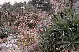 Image result for Agavaceae