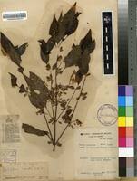 Image result for Dicliptera laxata