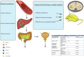 Image result for Kernicterus