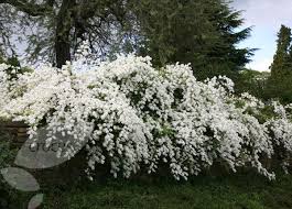 We did not find results for: Exochorda Macrantha The Bride Pearl Bush White Gardens White Flowering Shrubs Garden Shrubs