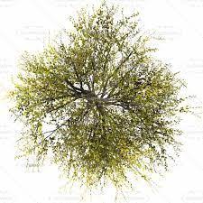 Resultado De Imagem Para Tree Png Top View Plants Desert Plants Trendy Plants