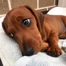 Top 5 Common Mistakes To Avoid When Bringing Home A New Cat Or Dog Dachshund Puppies Cute Dogs Daschund Puppies