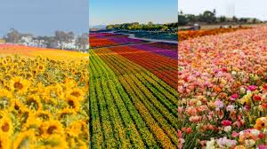 Carlsbad’s Iconic Flower Fields Kick Off 2026 Season