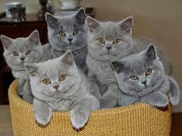 Captcha Gatos Bonitos Gatitos Adorables Gatitos Lindos