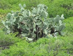 Prune prickly pears to keep them to size. Eng Fr Blog Services Resources About Us Awards Contact Sustainable Agriculture Who We Are Services Resources Earlier Blog Stories 100 Words For Corn Or At Least 50 A Brief History Of Soy A Burning Hunger A
