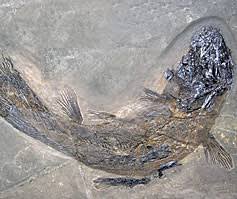 Coelacanthus is a genus of extinct coelacanths that first appeared during the permian period. Naturzeitmuseum Bad Sachsa Urzeit Museum Natur