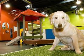 Similar to a child's daycare, we provide recurring daycare for your dog, providing safe socialization, education and exercise. Dog Kennel Dog Groomer Dog Grooming Dog Boarding In Dallas