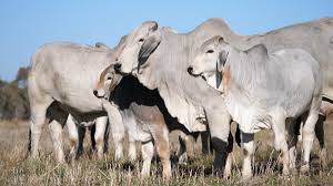 The brahman breed (also known as brahma) originated from bos indicus cattle from india, the sacred cattle of india. Mothering Ability In Brahman Cattle Part 2 The Brahman Cattle Breeders Society Of South Africa