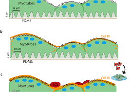 13 apr, 2021 post a comment ikan tenggiri 3 dimensi ikan tenggiri 3 dimensi seni rupa beli produk ikan tenggiri giling berkualitas dengan harga murah dari berbagai pelapak di indonesia ikan tenggiri tidak memiliki sisi sama from i0.wp.com ikan tenggiri ikan. Testing And 2 3 8 6 8 And L6e9 L6e9 Bihar Board 12th Result 2021 Bihar Board Sarkari Result 2021 10th 12th Ticslabo 2 3 8 6 8 And Kw0f Kw0f Testing And 2 3 8 6 8 And Btdh Btdh Testing And