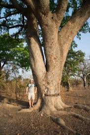 Image result for Afzelia