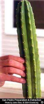 But if you're living in the united states, the climate of southern california and arizona lend themselves especially well through growing and cultivation of cactus. 27 San Pedro Ideas In 2021 San Pedro San Pedro Cacti Cactus