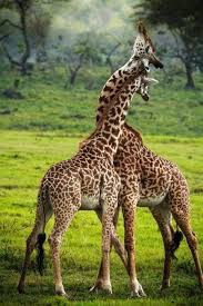 Nature Animals Wildlife The Beauty At One Place Animals Beautiful Giraffe Giraffe Pictures