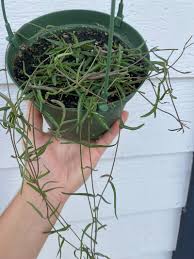 Image result for Ceropegia gracilior