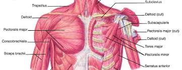 The long biceps tendon arises from the supraglenoid tubercle and partly from the superior glenoid labrum (7a). What S In A Shoulder Giveandgopt