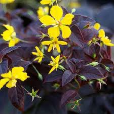 Image result for Pycnostachys ciliata