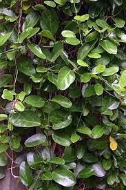 Image result for Cycnium recurvum