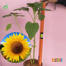 Beli produk biji bunga matahari berkualitas dengan harga murah dari berbagai pelapak di indonesia. Jual Tanaman Hias Bunga Matahari Helianthus Annuus Berkualitas