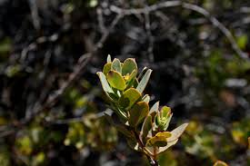 Image result for Osyris compressa