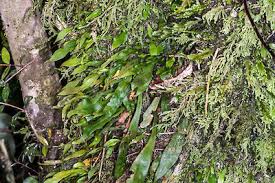 Image result for Loxogramme