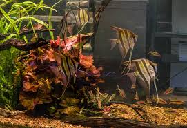 Image result for Nymphaea lotus