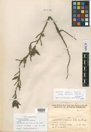 Image result for Oenothera indecora