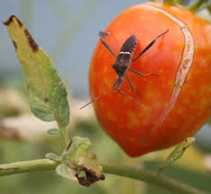 The nymphs of the leaf footed bug are usually an orange or reddish brown color. Uga Vegetable Pro Offers Tips On Controlling Insects Diseases In Home Garden Features Jacksonprogress Argus Com