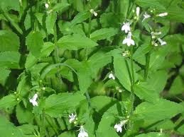 Image result for Lobelia dissecta