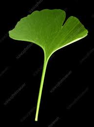Artistic leaf industry impact silhouette pendant. Ginkgo Leaf Keyword Search Science Photo Library