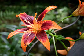 Barrie's 1904 play peter pan, or the boy who wouldn't grow up, his 1911 novel peter and wendy,. Tiger Lily Flower Free Photo On Pixabay