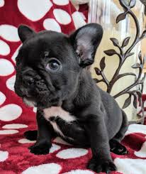You can register your french bulldog puppy online or via mail when your frenchie is a standard color like a brindle female french bulldog. Brindle French Bulldogs The French Bulldog
