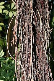 Image result for F%EDkus Ficus