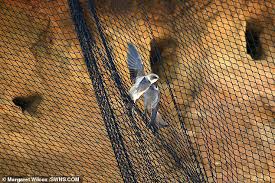 img img img img had a great time watching the sand martins, they are one lot of flighty little b*ggers, don't keep still for a. Sand Martins Returning From Africa Find Their Nests Blocked By Netting Daily Mail Online