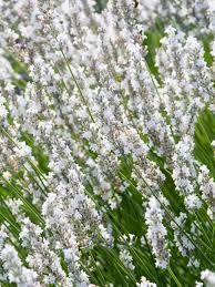 Nana Alba Dwarf Form Of White Lavender Lavender Plant Moon Garden Lavender Seeds