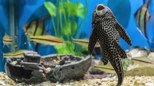 Lihat rekomendasi lem kaca aquarium paling kuat disini! 7 Jenis Ikan Pembersih Kaca Akuarium Yang Bagus Berkeluarga