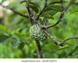 Image result for Annonaceae