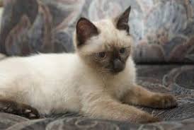 Siamese cats are a breed that's very opinionated cat's. What Makes Siamese Cats Different 7 Fascinating Facts Faqcats Com