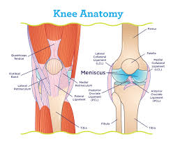 We did not find results for: How Long Does It Take To Walk Or Work After Meniscus Repair Surgery