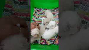  Anak Kucing Usia 2 Minggu At Https Youtu Be Oxxc5vvaqiq Kucing Persia Medium Kucing Persia Persia Cats