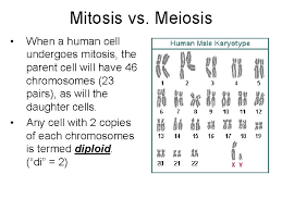 One of the key differences in mitosis is a single cell divides into two cells that are replicas of each other and have the same number of chromosomes. Chapter Terms 1 Diploid 2 Haploid 3 Autosomes