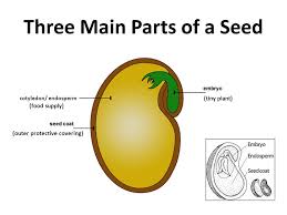 Plant Life Cycle Lessons Tes Teach