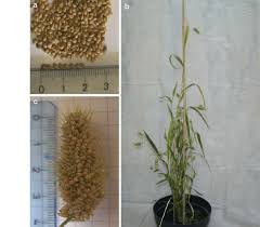 Image result for Setaria italica