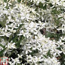 Check spelling or type a new query. Clematis Armandii Plants Thompson Morgan