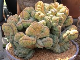 Euphorbia obesa f. cristata (Crested Baseball Plant) | World of ...