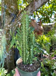 Image result for Euphorbia transvaalensis
